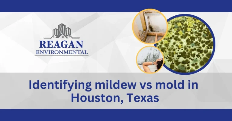 Mildew vs mold featured image by Reagan Environmental