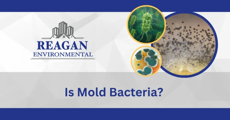 This is a feature image for the blog "is mold bacteria?" by Reagan Environmental. Contact us for mold concerns
