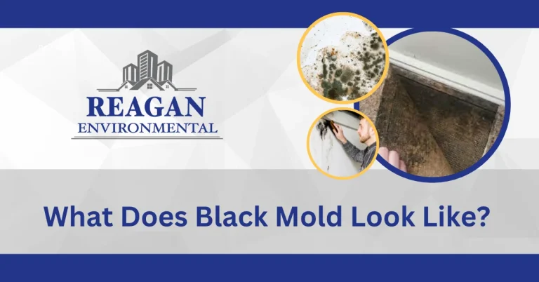 A featured image for the What does black mold look like?" blog by Reagan Environmental