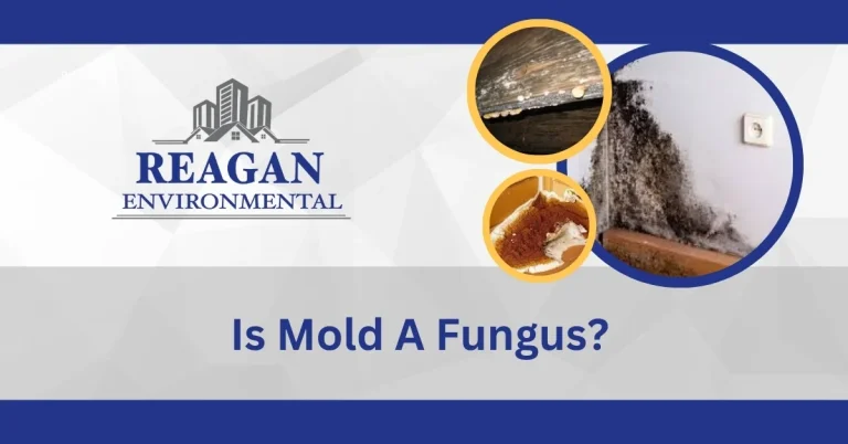 Templated feature image for Reagan Environmental's blog post titled 'Is mold a fungus?' showing informative infographics.