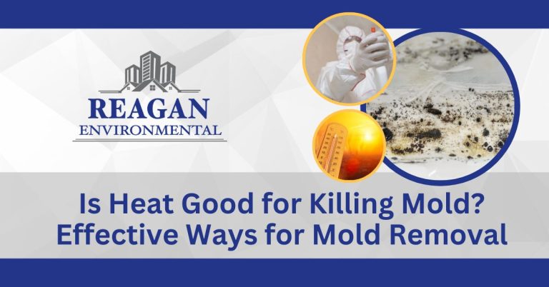 This is a featured image for the blog "is heat good for killing mold"