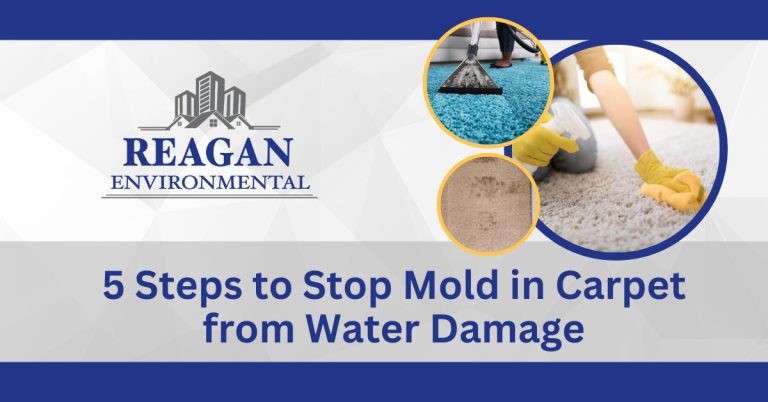 This is a featured image with images of home inspectors checking homes after water damage for the blog "5 Steps to Stop Mold in Carpet from Water Damage"