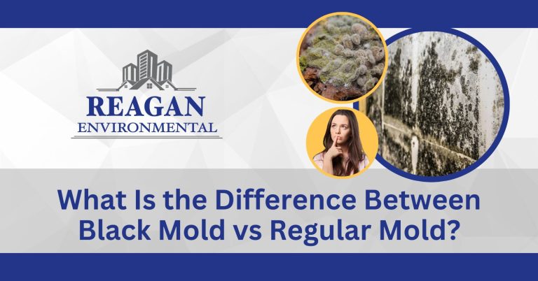This is a featured image with images of black mold vs regular mold for the blog "What Is the Difference Between Black Mold vs Regular Mold"