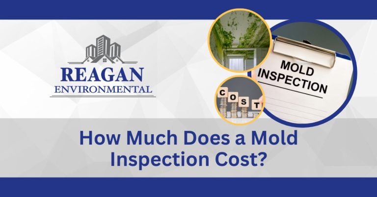 This is a featured image for the blog "How Much Does a Mold Inspection Cost"